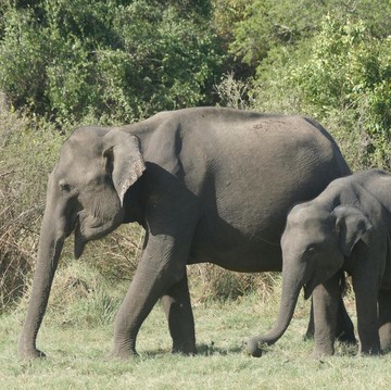 Hore! Indonesia Resmi Larang Atraksi Menunggangi Gajah, Ini Alasannya