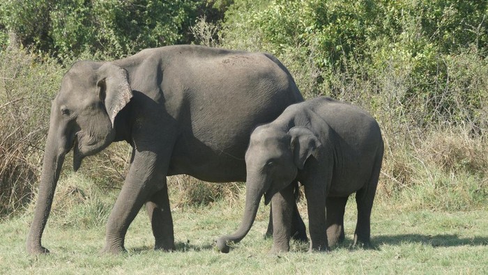 Hore! Indonesia Resmi Larang Atraksi Menunggangi Gajah, Ini Alasannya