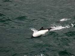 Momen Berharga Turis Bertemu Spesies Lumba-lumba Langka di Alamnya