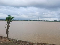 2.807 Hektare Sawah Gagal Panen Akibat Banjir Jepara Tak Tercover Asuransi