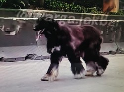 Anjing Afghan Hound Berkeliaran di Daan Mogot, Sempat Dikira Kambing