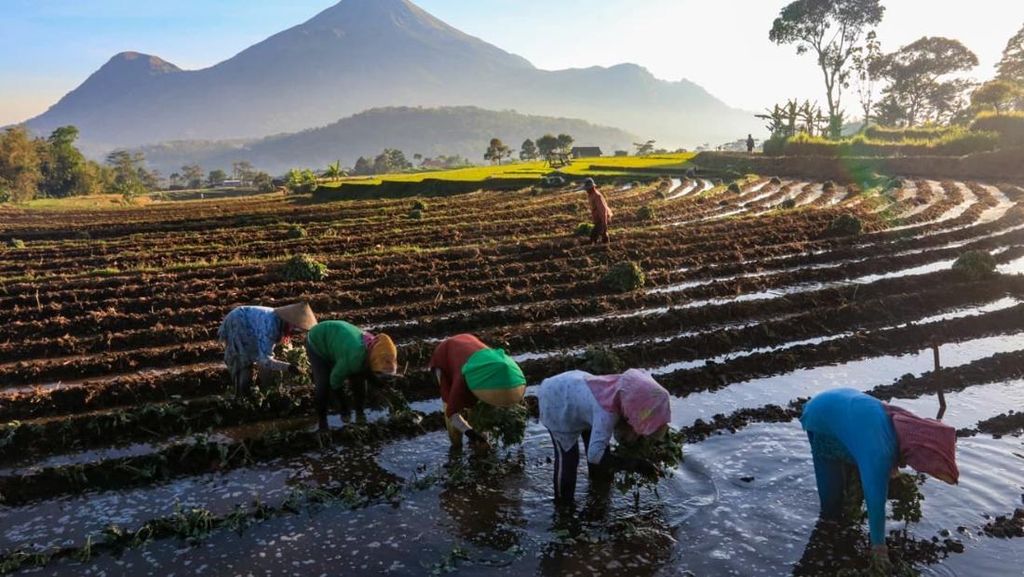 KUR BRI Gerakkan Ekonomi Rakyat, Jaga Ketahanan Pangan Nasional