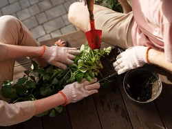 Tak Perlu Lahan Luas, Ini 7 Sayuran yang Bisa Ditanam di Rumah