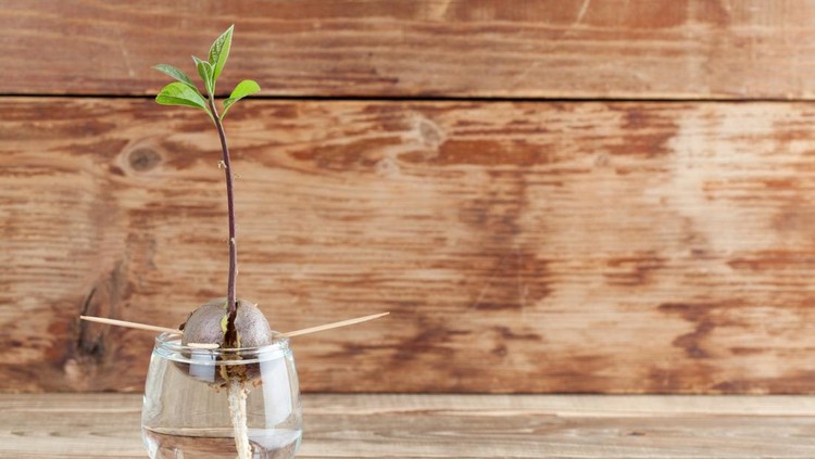 Avocado seed with root and sprout with leaves in glass with water - fourth growth stage of avocado plant