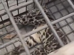 Macan Dahan Masuk Pemukiman Warga di Lahat Berhasil Diamankan