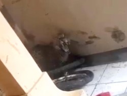 Detik-detik Macan Tutul Masuk Rumah Warga di Bandung
