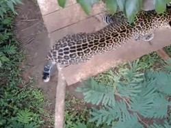 Saka, Macan Tutul Jawa yang Sempat Masuk Hotel Bandung Bebas di Cikananga