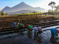 KUR BRI Jadi Andalan Petani Perkuat Ketahanan Pangan Nasional