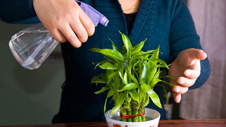 Girl spraying water in her lucky bamboo plant&period;