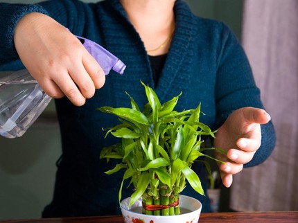 Cara Merawat Tanaman Hias Bambu Hoki, Tetap Subur Buat Pajangan Imlek