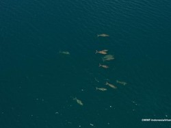 Kawanan Dugong Terbesar Ditemukan di Laut Indonesia, Adanya di MBD