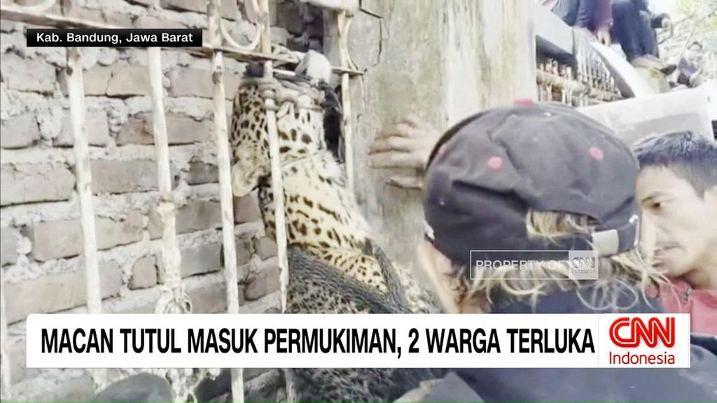 VIDEO: Macan Tutul Masuk Permukiman, Dua Warga Terluka di Bandung