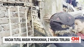 VIDEO: Macan Tutul Masuk Permukiman, Dua Warga Terluka di Bandung
