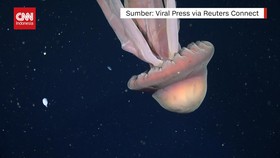 VIDEO: Ubur-ubur Hantu Raksasa Ditemukan di Argentina