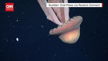 VIDEO: Ubur-ubur Hantu Raksasa Ditemukan di Argentina