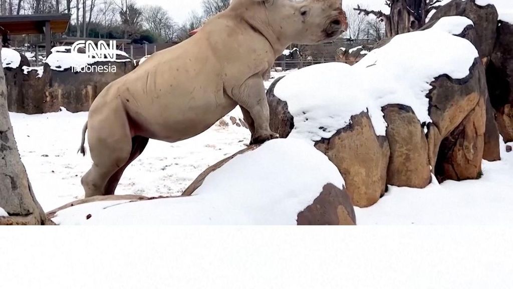 Gemasnya Badak Putih Bermain-main dengan Salju di AS