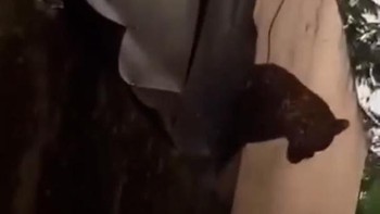 Geger Desa Maruyung Bandung Gara-gara Macan Tutul Masuk Permukiman