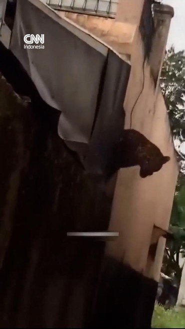 Geger Desa Maruyung Bandung Gara-gara Macan Tutul Masuk Permukiman