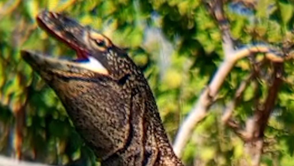 Penampakan Komodo Liar Muncul di Area Resto ITDC Golomori NTT