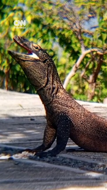 Penampakan Komodo Liar Muncul di Area Resto ITDC Golomori NTT