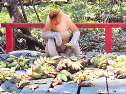 Ketemu Bekantan Rafael-Joe, Gubernur Kaltara: Nama Belanda Semua