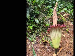 12 Tahun Penantian Bunga Bangkai Titan Arum Akhirnya Mekar