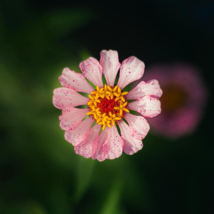 Bunga zinnia direkomendasikan untuk ditanam bagi para pemula