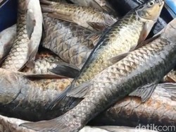 Sudah 400 Ekor Ikan Dewa Mati di Balong Keramat Kuningan