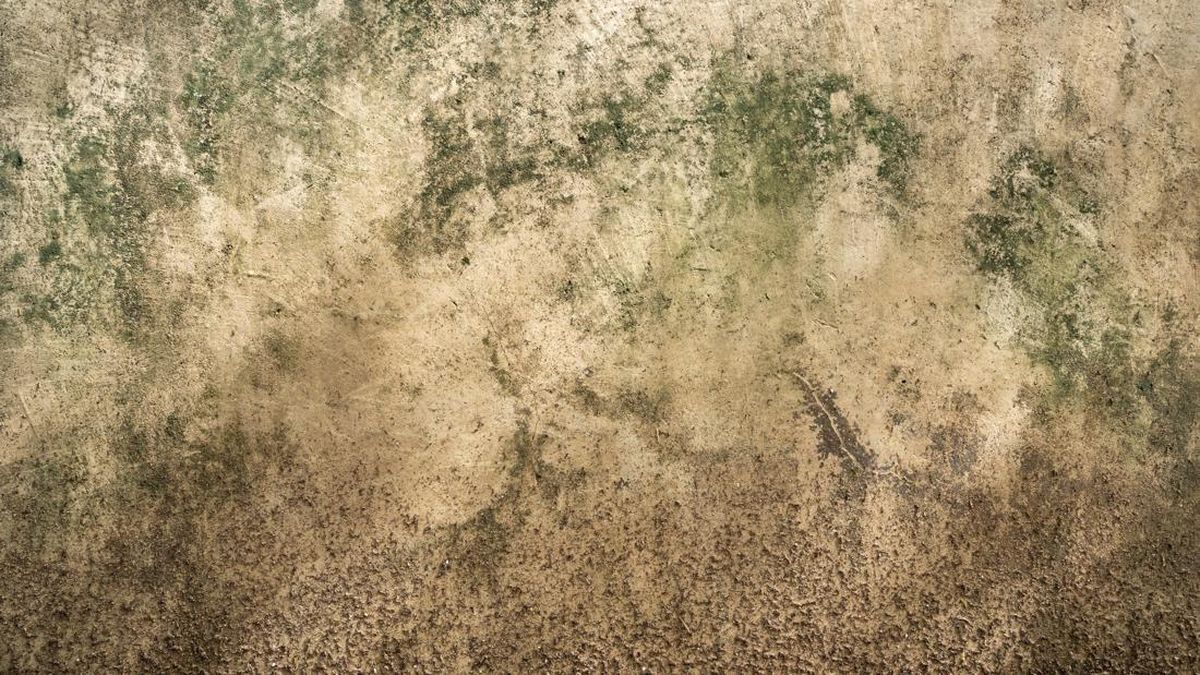 7 Cara Mengatasi Tembok Rumah Berjamur Akibat Udara Lembap