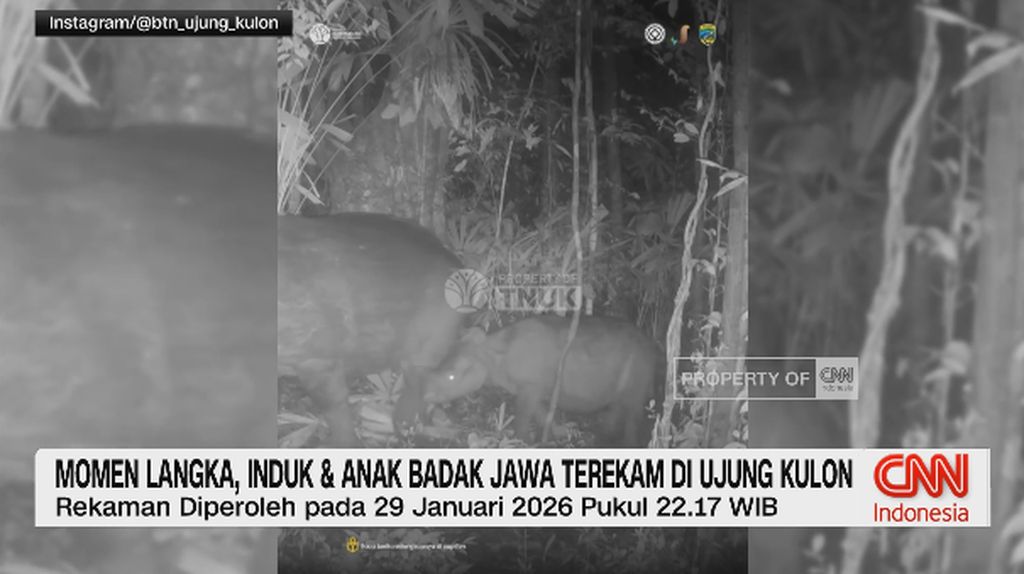 VIDEO: Momen Langka, Induk dan Anakan Badak Jawa Terekam di Ujung Kulo