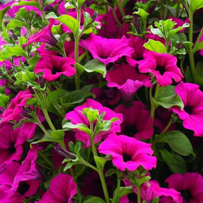 Petunia menjadi salah satu jenis bunga yang cocok ditanam bagi pemula.