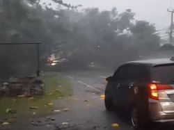 Pohon Besar Tumbang Tutup Jalur Utama Cirebon-Majalengka, Lallin Lumpuh