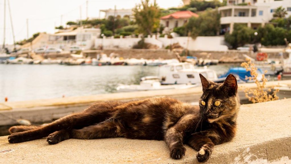 Pulau Ini Tawarkan Hunian Gratis Sebulan, Syaratnya Mau Rawat Kucing