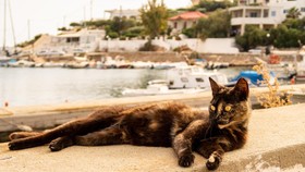 Pulau Ini Tawarkan Hunian Gratis Sebulan, Syaratnya Mau Rawat Kucing