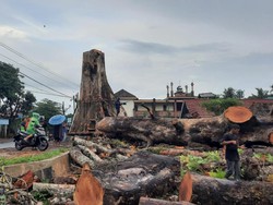 Pohon Randu Ratusan Tahun Ditebang, 5 Hari Baru Selesai
