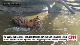 VIDEO: Satwa Bandung Zoo Jadi Tanggung Jawab Kementerian Kehutanan