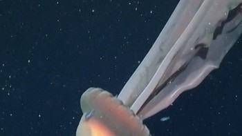 Penampakan Ubur-Ubur Hantu Raksasa di Kedalaman Laut Argentina