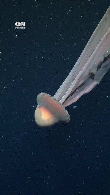 Penampakan Ubur-Ubur Hantu Raksasa di Kedalaman Laut Argentina