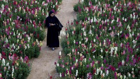 FOTO: Lihat Kebun Penuh dengan Bunga di UAE, Semuanya Indah