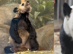 Dulu Kurus Kering di AS, Kini Panda Ya Ya Gemuk dan Sehat di China