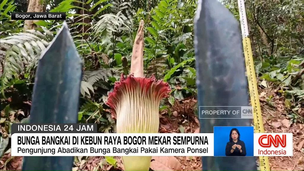 VIDEO: Bunga Bangkai di Kebun Raya Bogor Mekar Sempurna