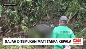 VIDEO: Gajah Ditemukan Mati Tanpa Kepala