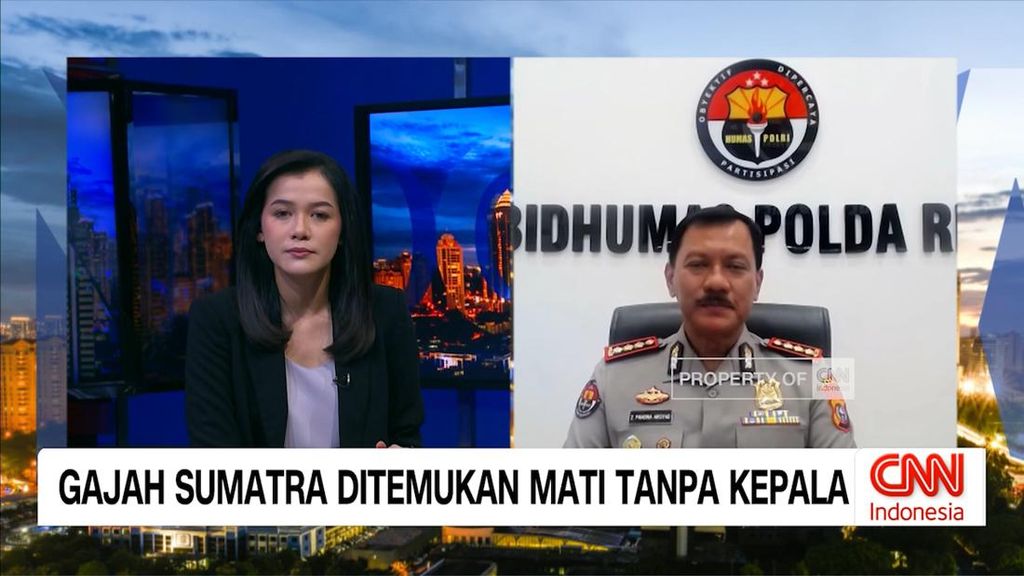 VIDEO: Gajah Sumatra Ditemukan Mati Tanpa Kepala