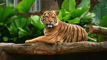 Turis AS Nekat 'Ditunggangi' Harimau Demi Foto Bagus