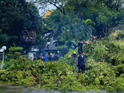 102 Pohon Tumbang di Makassar Selama Sebulan Akibat Cuaca Ekstrem