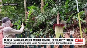 VIDEO: Bungai Bangkai Langka Mekar Kembali Setelah 12 Tahun