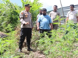 Polisi Ungkap Ladang Berisi 33 Batang Ganja di Karo, Petani Ditangkap