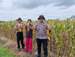 Dukung Ketahanan Pangan, Polisi Sidoarjo Cek Lahan Jagung Siap Panen