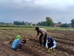 Aiptu Suwendi Sosok di Balik Kemandirian Pangan Warga Desa Megu Gede Cirebon