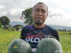 Kisah Jurnalis Kalsel Putar Setir Jadi Petani Semangka di Desa